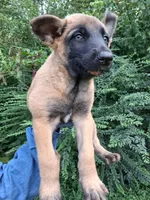 Angel 😇 , a female Belgian Malinois for sale in Tennessee, TN – 10 of 10