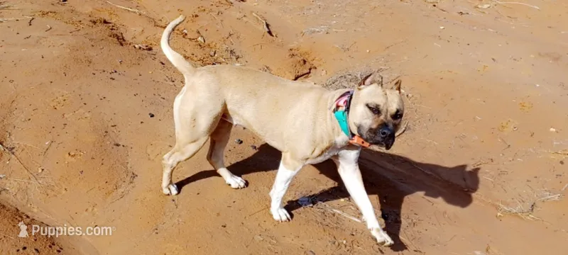 Godzilla – American Staffordshire Terrier puppy for sale in Tennessee, TN