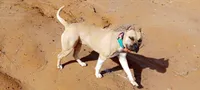 Godzilla, a  American Staffordshire Terrier for sale in Tennessee, TN – 2 of 10