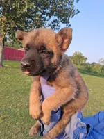 Luna, a female Belgian Malinois for sale in Tennessee, TN – 10 of 10