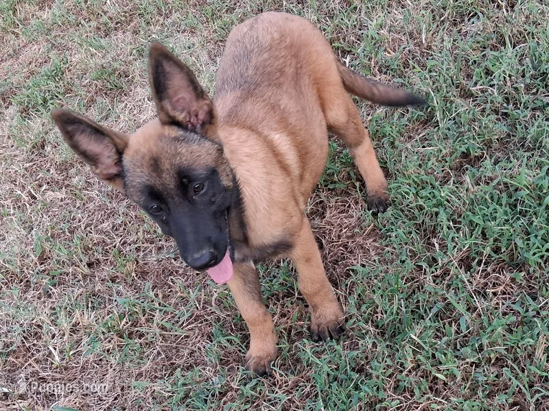 Luna – Belgian Malinois puppy for sale in Tennessee, TN