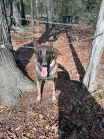 Luna, a female Belgian Malinois for sale in Tennessee, TN – 2 of 10