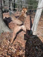 Tyson, a male Belgian Malinois for sale in Tennessee, TN – Photo 5 of 7