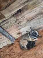 Tyson, a male Belgian Malinois for sale in Tennessee, TN – Photo 3 of 7