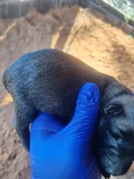 Tyson, a male Belgian Malinois for sale in Tennessee, TN – Photo 2 of 7