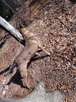 Tyson, a male Belgian Malinois for sale in Tennessee, TN – Photo 7 of 7