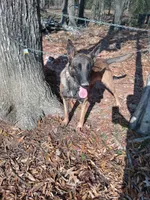 Angel 😇 , a female Belgian Malinois for sale in Tennessee, TN – 6 of 7