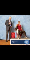 Godzilla, a  American Staffordshire Terrier for sale in Tennessee, TN – 3 of 10