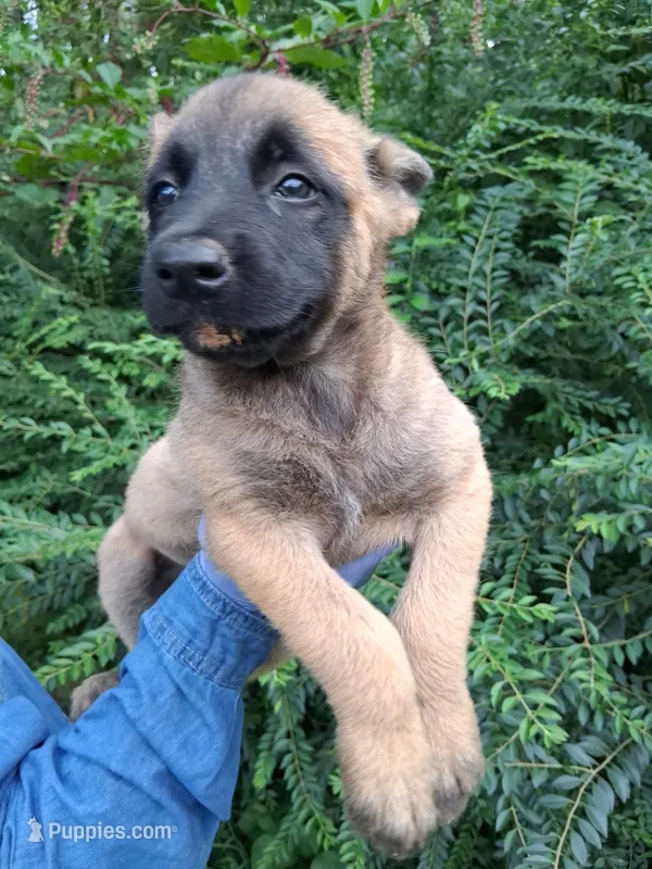 Angel 😇  – Belgian Malinois puppy for sale in Tennessee, TN