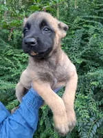 Angel 😇 , a female Belgian Malinois for sale in Tennessee, TN – 1 of 10