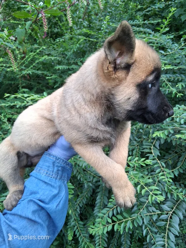 Luna – Belgian Malinois puppy for sale in Tennessee, TN