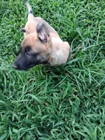 Angel 😇 , a female Belgian Malinois for sale in Tennessee, TN – 9 of 10
