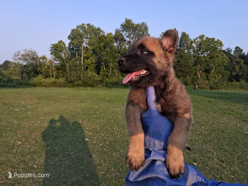 Luna – Belgian Malinois puppy for sale in Tennessee, TN