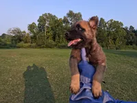 Luna, a female Belgian Malinois for sale in Tennessee, TN – 5 of 10