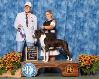 Godzilla, a  American Staffordshire Terrier for sale in Tennessee, TN – 7 of 10