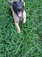 Angel 😇 , a female Belgian Malinois for sale in Tennessee, TN – 2 of 10