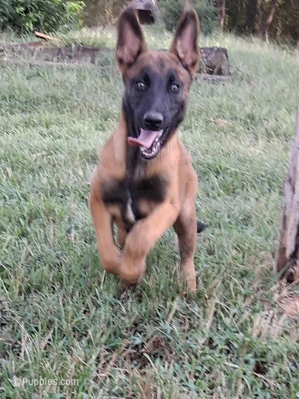 Angel 😇  – Belgian Malinois puppy for sale in Tennessee, TN
