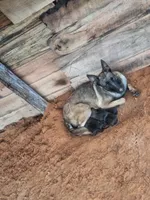 Angel 😇 , a female Belgian Malinois for sale in Tennessee, TN – 5 of 7