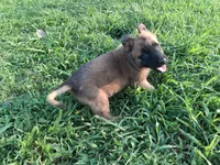 Luna, a female Belgian Malinois for sale in Tennessee, TN – 4 of 10