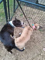 Godzilla, a  American Staffordshire Terrier for sale in Tennessee, TN – 9 of 10