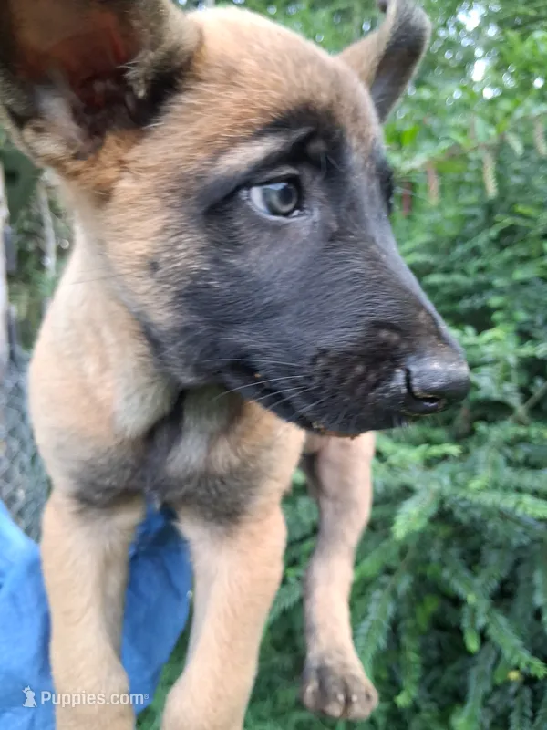 Angel 😇  – Belgian Malinois puppy for sale in Tennessee, TN