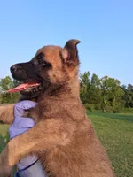 Luna, a female Belgian Malinois for sale in Tennessee, TN – 9 of 10