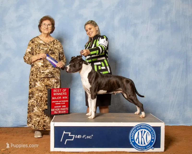 Godzilla – American Staffordshire Terrier puppy for sale in Tennessee, TN