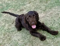 Goose, a male Miniature Goldendoodle for sale in Carrollton, GA – Photo 1 of 2