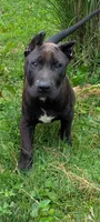 puma, a female Perro de Presa Canario for sale in Kansas City, MO – 5 of 8