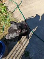 puma, a female Perro de Presa Canario for sale in Kansas City, MO – 3 of 8
