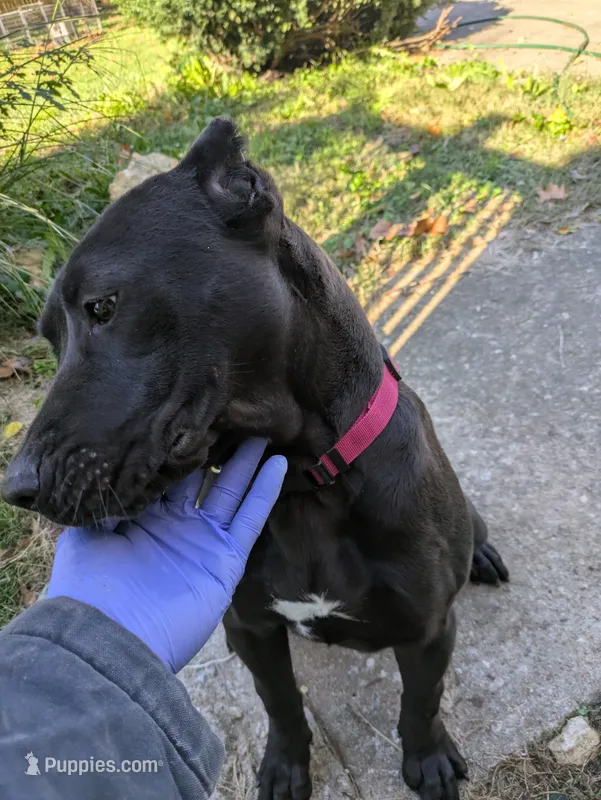 puma – Perro de Presa Canario puppy for sale in Kansas City, MO