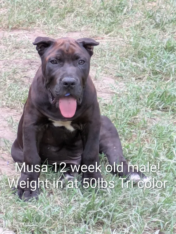 Musa – Perro de Presa Canario puppy for sale in Kansas City, MO