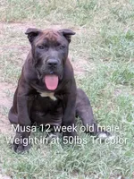 Musa, a male Perro de Presa Canario for sale in Kansas City, MO – 1 of 2