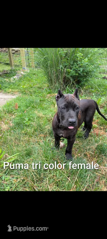 puma – Perro de Presa Canario puppy for sale in Kansas City, MO