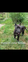 puma, a female Perro de Presa Canario for sale in Kansas City, MO – 1 of 1