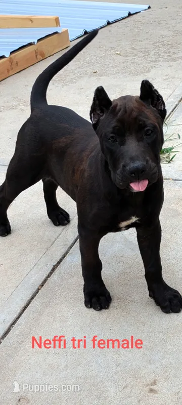 Neffi – Perro de Presa Canario puppy for sale in Kansas City, MO