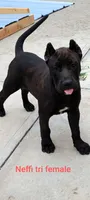 Neffi, a female Perro de Presa Canario for sale in Kansas City, MO – 1 of 1