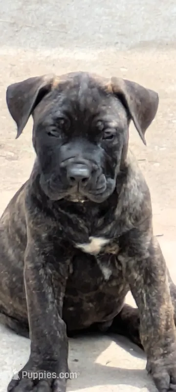 Trouble  – Perro de Presa Canario puppy for sale in Kansas City, MO