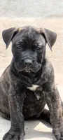 Trouble , a male Perro de Presa Canario for sale in Kansas City, MO – 1 of 2