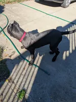 puma, a female Perro de Presa Canario for sale in Kansas City, MO – 4 of 8
