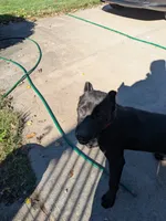 puma, a female Perro de Presa Canario for sale in Kansas City, MO – 7 of 8