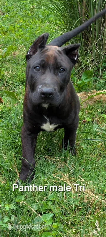 Panther – Perro de Presa Canario puppy for sale in Kansas City, MO