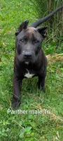 Panther, a male Perro de Presa Canario for sale in Kansas City, MO – 1 of 1