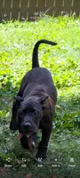 Musa, a male Perro de Presa Canario for sale in Kansas City, MO – 3 of 4