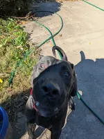 puma, a female Perro de Presa Canario for sale in Kansas City, MO – 6 of 8