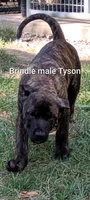 Tyson, a male Perro de Presa Canario for sale in Kansas City, MO – 1 of 1