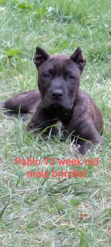 pablo – Perro de Presa Canario puppy for sale in Kansas City, MO