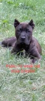 pablo, a male Perro de Presa Canario for sale in Kansas City, MO – 1 of 1