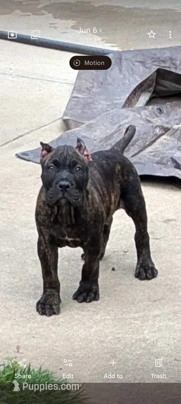 Trouble  – Perro de Presa Canario puppy for sale in Kansas City, MO