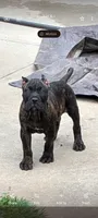 Trouble , a male Perro de Presa Canario for sale in Kansas City, MO – 2 of 2